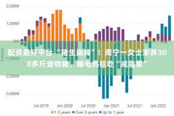 配资最好平台 “猪生巅峰”！南宁一女士家养300多斤宠物猪，睡电热毯吃“减脂餐”