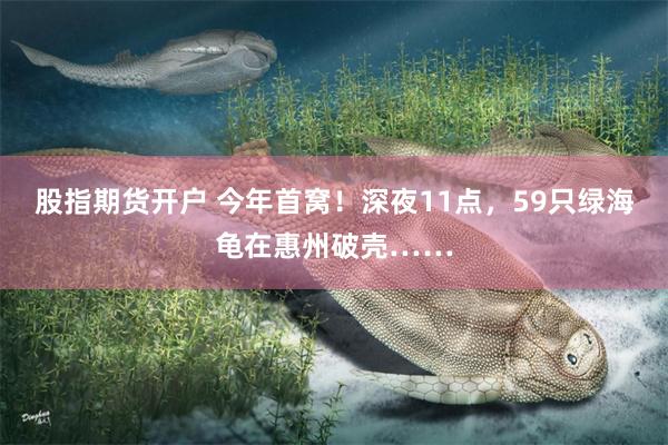 股指期货开户 今年首窝！深夜11点，59只绿海龟在惠州破壳……